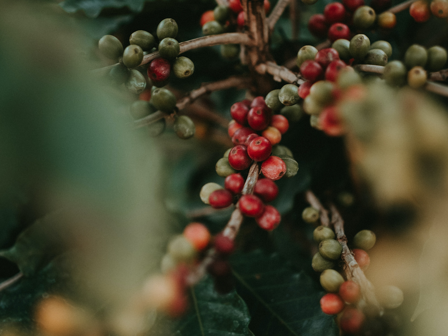 ☕ Café Fermentado: Mitos, Verdades e um Café que Você Precisa Provar