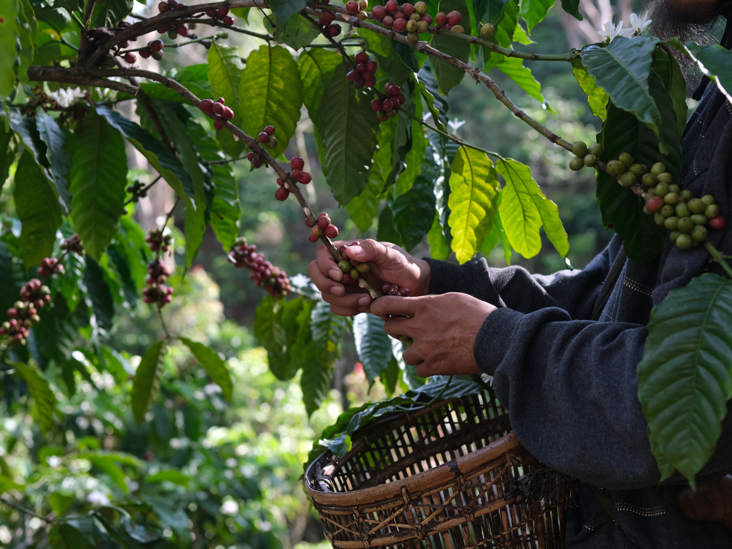 Preços do café recuam nas bolsas internacionais com chuvas favorecendo lavouras no Brasil