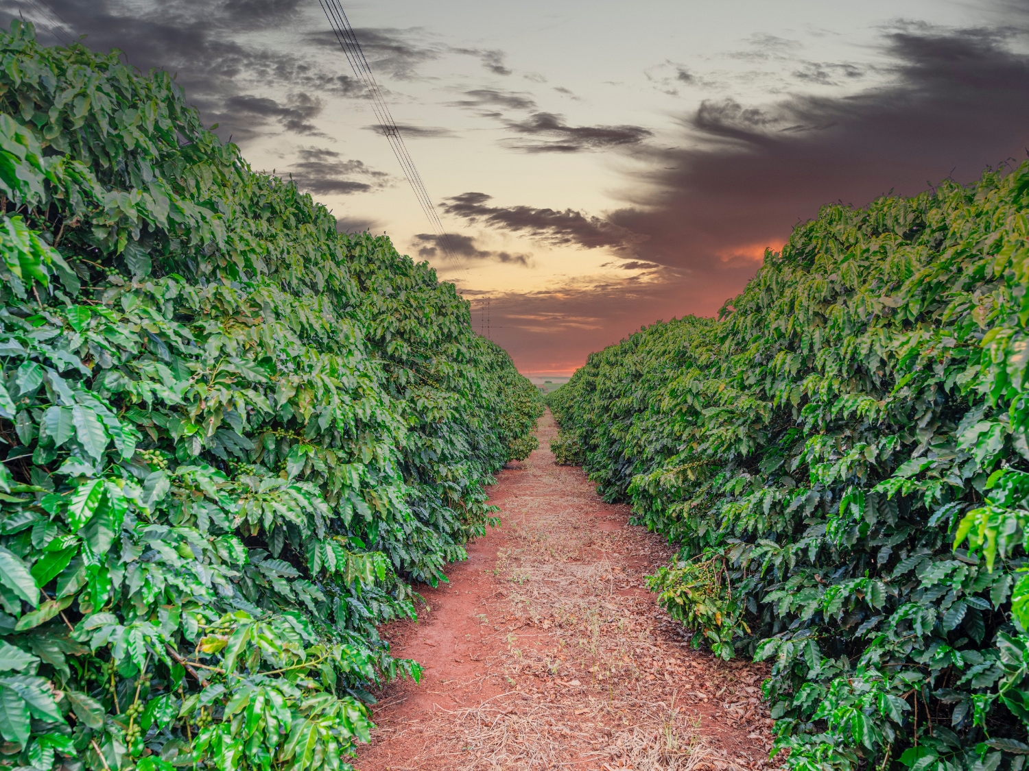 Biotecnologia impulsiona cafeicultura mineira e eleva produtividade com sustentabilidade