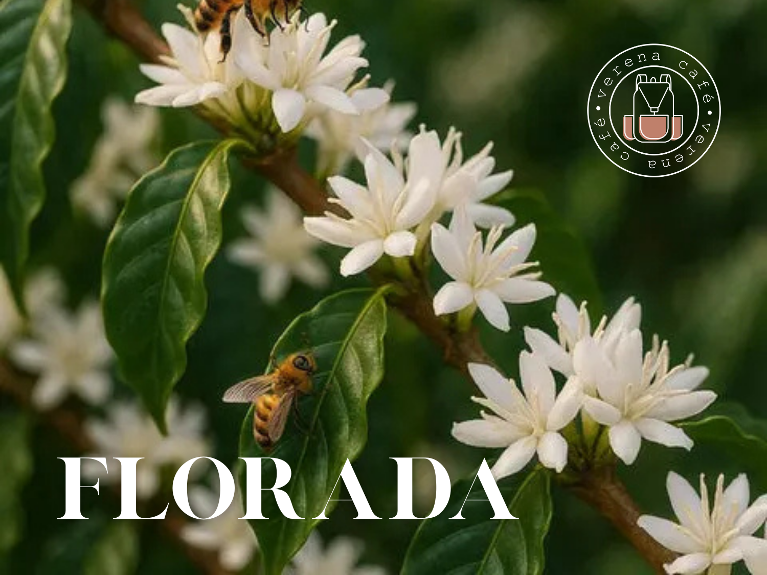 Flor de café branca em pleno cafézal, destacando o ciclo de florada que influencia a qualidade dos grãos especiais.